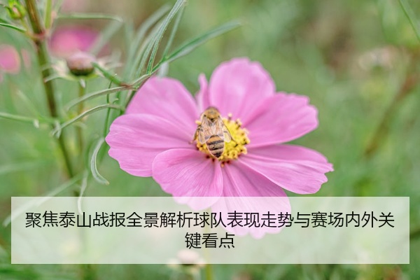 聚焦泰山战报全景解析球队表现走势与赛场内外关键看点